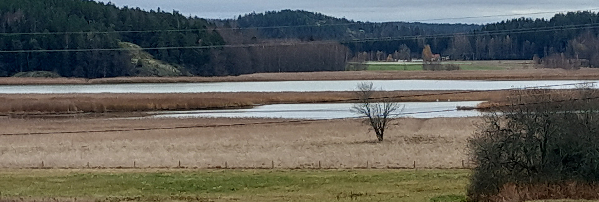 Vihreä Härkä